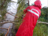 Maracaju: Corpo de Bombeiros desobstruem Rodovia MS-460, após árvore cair com fortes ventos