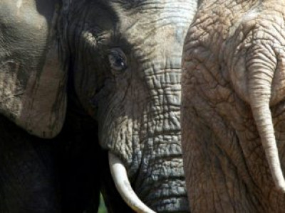 Caçador ilegal morre pisoteado por elefante e é devorado por leões na África do Sul