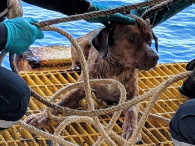 Cão perdido no mar é resgatado a 200 km da costa da Tailândia
