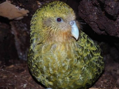 Sob risco de extinção, espécie de papagaio mais gorda do mundo tem recorde na reprodução e anima biólogos