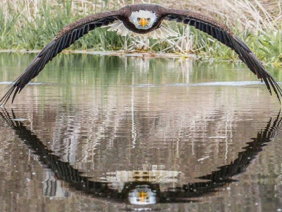 A incrível foto de águia que viralizou e surpreendeu fotógrafo amador: 