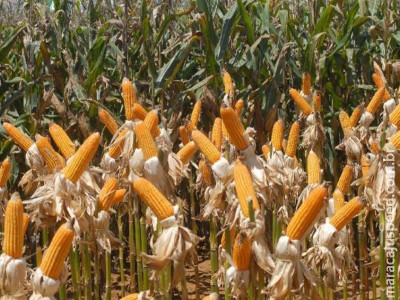 Brasil deve se tornar 2º maior exportador global de milho, diz FAO