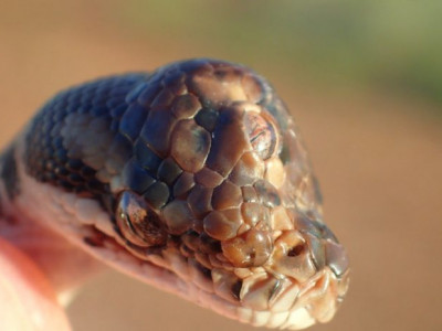 Cobra de três olhos é encontrada na Austrália