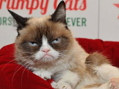 Morre “Grumpy Cat”, gata rabugenta que virou meme na internet
