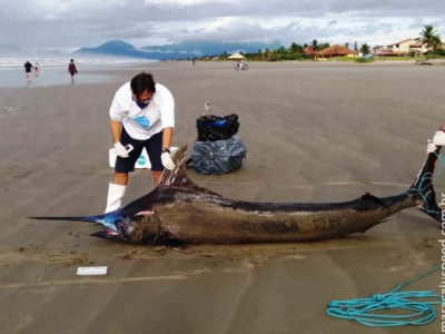 Peixe gigante raríssimo de mais de 200 Kg é achado em praia
