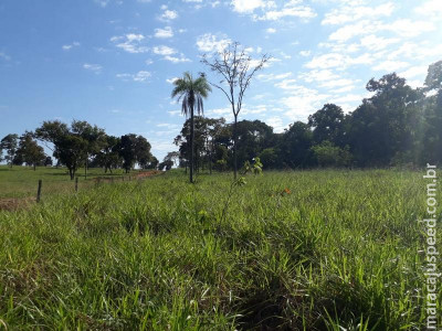 Polícia Militar Ambiental autua infrator em R$ 19,5 mil por desmatamento ilegal em área protegida de reserva legal