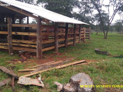 Polícia Militar Ambiental de Campo Grande autua assentado em R$ 2 mil por derrubada ilegal de árvores nativas para exploração da madeira