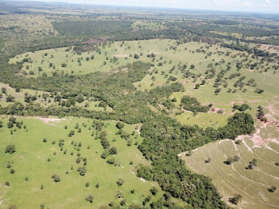 Polícia Militar Ambiental de Coxim autua infratora em R$ 19 mil por desmatamento de vegetação nativa para plantio de pastagem
