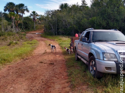 Polícia Militar Ambiental prende cinco caçadores e apreende 19 cães e lanças de caça e rádio comunicadores