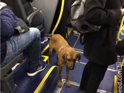 Cachorro pega ônibus em estação-tubo, viaja por 3 km e desce sozinho em terminal
