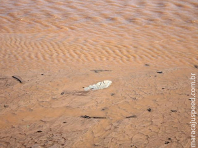 Parte do lago é esvaziada para obra e peixes são encontrados mortos