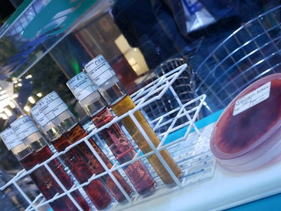 Pesquisa vai desenvolver corantes cosméticos a partir de microrganismos Pesquisa vai desenvolver corantes cosméticos a partir de microrganismos