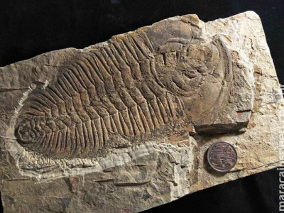 Pesquisadores acreditam ter encontrado o "rei" dos animais pré-históricos