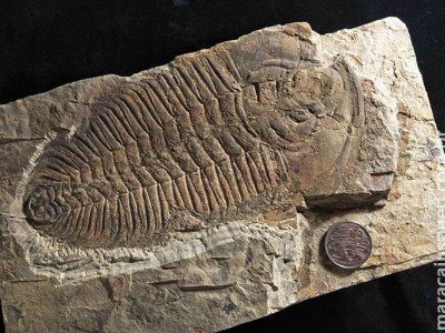 Pesquisadores acreditam ter encontrado o "rei" dos animais pré-históricos Pesquisadores acreditam ter encontrado o "rei" dos animais pré-históricos