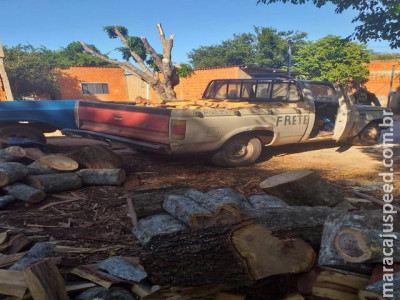 PMA autua infrator por derrubada de árvores para exploração ilegal de madeira