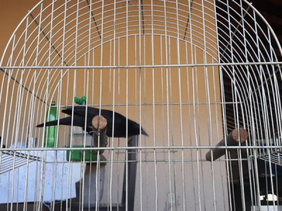 PMA autua vigilante em R$ 1,5 mil por manter aves silvestres ilegalmente em cativeiro