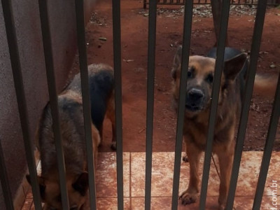 Bandidos dopam cachorros para furtar casa à luz do dia e câmeras de vizinhos registram fuga 