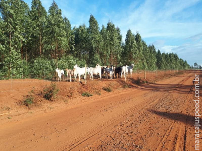 PMA autua infrator em R$ 25 mil por criar gado em propriedade alheia, degradando áreas protegidas e construção de drenos em várzea