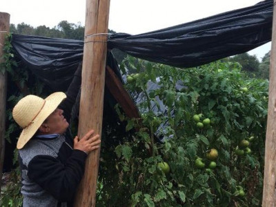 Produtores de hortaliças na fronteira com o Paraguai preparam-se para geada