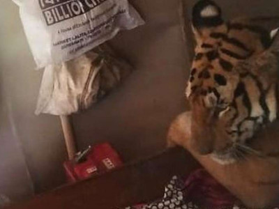 Tigresa cansada tira  Tigresa cansada tira