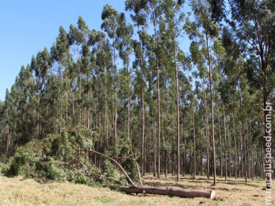 Desbaste de árvores mantém equilíbrio em sistemas integrados de produção