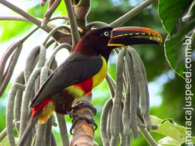 Mato Grosso do Sul é destino certo para uma viagem ao universo dos pássaros