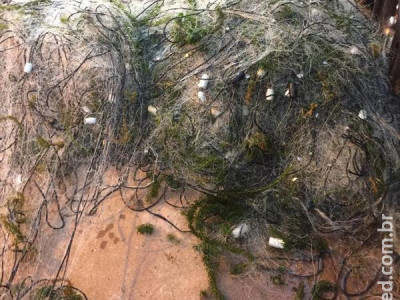 Polícia Militar Ambiental apreende 900 metros de redes de pesca no rio Paraná e solta 11 kg de pescado dos petrechos ilegais