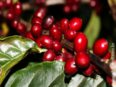 Estimativa da Conab indica redução de 20,5% na safra de café este ano