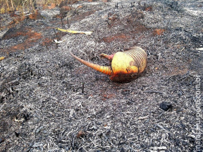 Incêndio deixa animal morto e paranaense é multado em mais de R$ 320 mil