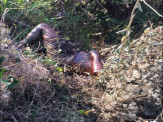 Maracaju: Corpo em avançado estado de decomposição é encontrado em mata próxima a subestação da Energisa. Esposa teve participação no assassinato e na ocultação do corpo