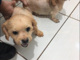 Maracaju: Polícia Militar recuperou dois cachorrinhos que foram furtados na Vila Moreninha