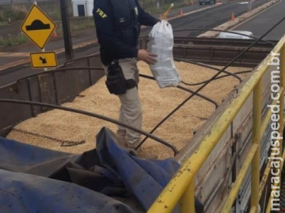 Polícia apreende outra carreta com maconha escondida em carga de milho Polícia apreende outra carreta com maconha escondida em carga de milho