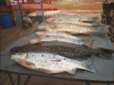 Polícia Militar Ambiental de Dourados autua pescador em R$ 3,6 mil por captura e transporte de pescado ilegal em Maracaju