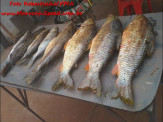 Polícia Militar Ambiental de Dourados autua pescador em R$ 3,6 mil por captura e transporte de pescado ilegal em Maracaju