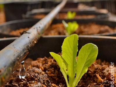 Projetos contemplam reúso de esgoto tratado para produção de hortaliças Projetos contemplam reúso de esgoto tratado para produção de hortaliças