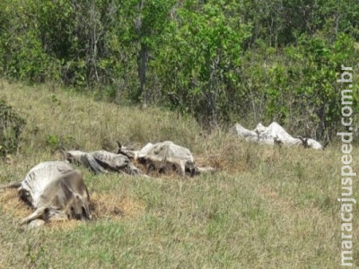 Sem água e alimentos, 23 cabeças de gado morrem em fazenda de MS