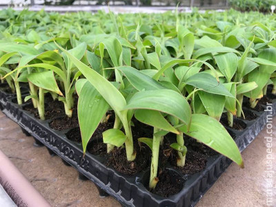 Hidroponia reduz tempo de produção de mudas de banana nas biofábricas Hidroponia reduz tempo de produção de mudas de banana nas biofábricas