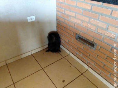 Macaco bugio é capturado dentro de residência na capital Campo Grande