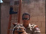 Maracaju: Corpo de Bombeiros resgatam gatinho preso em residência. Proprietária do animal agradeceu os Bombeiros em vídeo Maracaju: Corpo de Bombeiros resgatam gatinho preso em residência. Proprietária do animal agradeceu os Bombeiros em vídeo