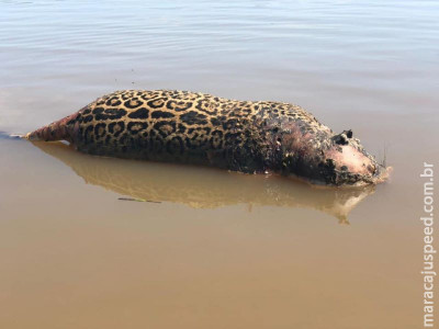 Onça pintada é encontrada morta com 7 perfurações no Pantanal