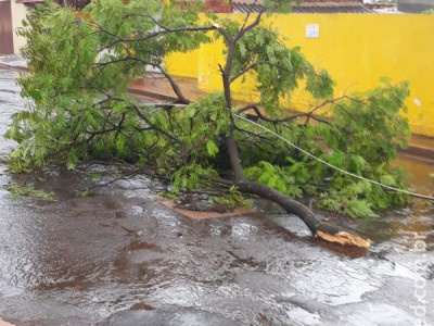 Chuva derruba árvores e deixa bairros sem luz em Campo Grande