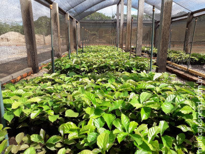 Pesquisa busca definir quantidade de água e época para irrigação do cafeeiro Pesquisa busca definir quantidade de água e época para irrigação do cafeeiro