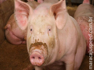 Quatro homens são presos após furtarem porcos de sítio em Camisão