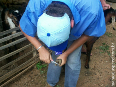 Casqueamento de caprinos e ovinos ajuda a manter a produtividade dos rebanhos Casqueamento de caprinos e ovinos ajuda a manter a produtividade dos rebanhos