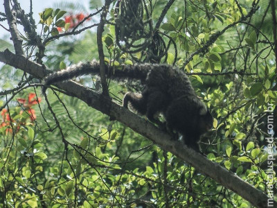 Febre amarela em macacos acende alerta sobre importância da vacina Febre amarela em macacos acende alerta sobre importância da vacina