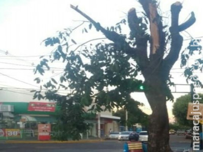 PMA paralisa poda de árvore em via pública e multa infratora
