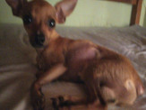 Maracaju: PROCURA-SE – Cachorrinho filhote desaparecido no Bairro Paraguai