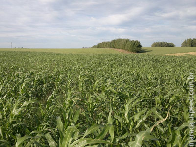 Método de controle do capim-annoni aumenta produtividade da pecuária