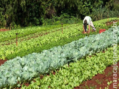 Garantia-Safra autoriza pagamento para mais de 60 mil agricultores Garantia-Safra autoriza pagamento para mais de 60 mil agricultores