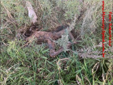 Maracaju: Corpo em avançado estado de decomposição é encontrado próximo a linha férrea no Conjunto Olídia Rocha